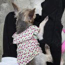 멍푸치노 이미지