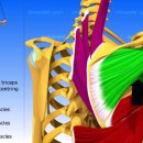 어깨 내전 (Adduction of the Arm) 이미지