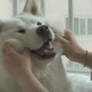 네일하는 강아지 이미지