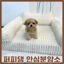 대전애견경매장 | 강아지 분양가 확실히 안전한 곳에서