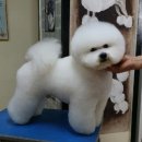 킴스애견미용 이미지