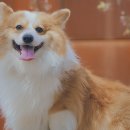 반려견,반려묘를 위한 반려동물관리사 이미지