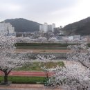 정읍 천변 벚꽃 활짝, 아름답게 물들어... 이미지