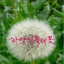 하얀 민들레꽃 속의 장미꽃 80송이 이미지