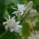 투베로사 튜베로샤/tuberose / tuberosa , 에 관하여 이미지