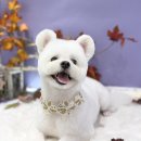 까까뿌숑 이미지