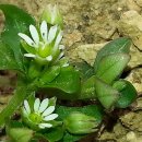 풀꽃마중 이미지