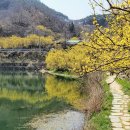 산수유꽃길로 이미지