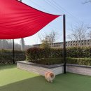 소나무 | 경주 애견동반 밥집 소나무 솔직후기