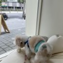 비비앤독 이미지