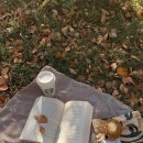 Mapel Leaves🍁🧡