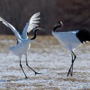 담쟁이농장 이미지