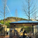 금성애견 이미지