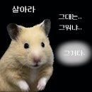 룰루리 이미지