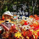 지역명사문화여행 평창 가족 나들이 여행 코스 평창 허브나라 봉평 농원