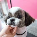 위드독스 샵 이미지