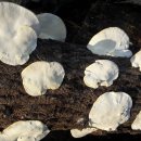 흰구름송편버섯(군산시 성산면 대명산) 이미지
