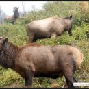 황소목장 이미지