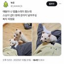 얘들아 나 템플스테이 왔는데 스님이 냅다 방에 강아지 넣어주심 복지 미쳤음.jpg 이미지