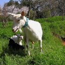 큰고을농원 이미지