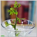 관찰일기 - 호랑나비 애벌레의 우화 (2025.4.18~5.18) 이미지