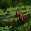 오월의꽃수레 이미지