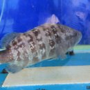 해뜨는식당 이미지