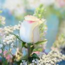 장미아파트 이미지