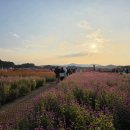 천일홍축제 | 2025 양주 나리농원 천만송이 천일홍 축제 후기