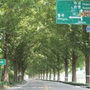 순창 메타세콰이어길 이미지