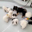 삼성애견 이미지