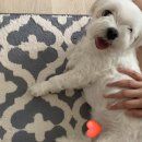 이차로 왕족발 이미지