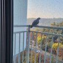 젊은이치과의원 이미지