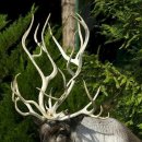 ☞ 한국과학기술대학의 노희천 교수는 노아 홍수에 대한 연구로 잘 알려진 학자 이미지