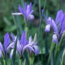 아이리스 이미지