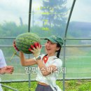 용두농장 | 7월 경기도 양평 수박축제 체험 먹거리 첫날 후기