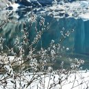 버들강아지 이미지