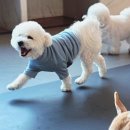 강아지 호텔 이미지