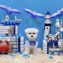 카멜리몽 이미지