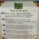 보람동맛집 세종청사 용포맛집 황칠나무로 만든 닭볶음탕 후기