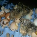 주미 농장 이미지