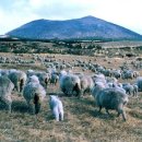 한림목장 이미지