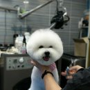 뿌이숑 이미지