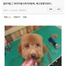 펫푸드24