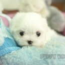 퍼피코리아 네이버블로그