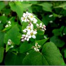 팔도막국수 이미지