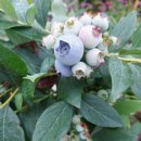 버드네농장 이미지