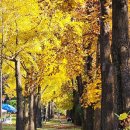 황금빛 곱게물든 과천 은행나무길의 아름다운 가을~~^^ 이미지