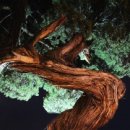 향나무로 이미지