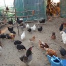 태웅농장 이미지